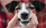 5 dôležitých rád, ako udržať zuby vášho psa zdravé