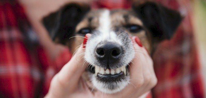 5 dôležitých rád, ako udržať zuby vášho psa zdravé