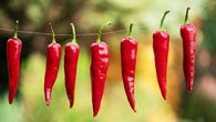 6 tipů, jak zpracovat úrodu chilli papriček: Usušte je, naložte nebo z nich uvařte džem 6 tipů, jak zpracovat úrodu chilli papriček: Usušte je, naložte nebo z nich uvařte džem