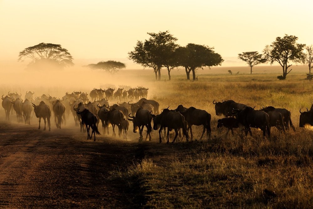 Serengeti National Park, Tanzanie: Národní park Serengeti v Tanzanii je jednou z nejproslulejších přírodních rezervací nejen v Africe, ale vůbec na celém světě. Leží v severní části země východně od Viktoriina jezera – skoro patnáct tisíc čtverečních kilometrů rozlohy sestává především z panenské savany. Serengeti je výjimečné zejména největší populací lvů v Africe. Skutečně unikátní podívanou je pak každoroční migrace více než jednoho a půl milionu pakoňů a čtvrt milionu zeber skrze park do sousední národní rezervace Masai Mara v Keni.
