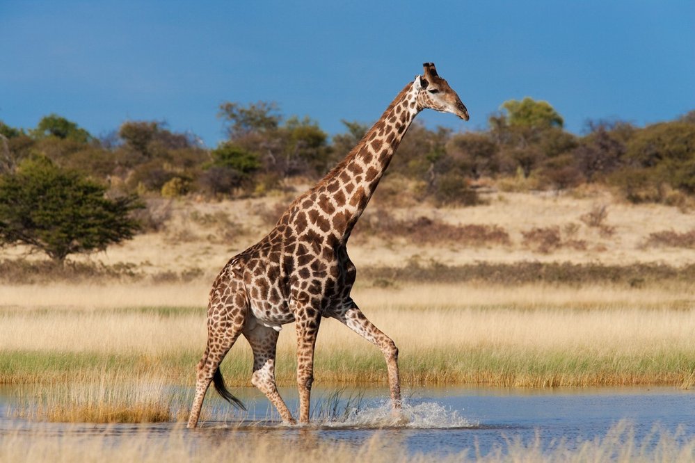Etosha National Park, Namibie: Národní park Etosha na severu Namibie vznikl v roce 1907 poté, co němečtí vojáci ke konci devatenáctého století skoro vybili velkou zvěř v této oblasti koloniální Namibie za účelem zabránit přenosu dobytčího moru z divoké zvěře na dobytčí stáda. Účelem nově vzniklé obory tak byla obnova zvířecí populace. V parku jsou k vidění rozmanité geomorfologické celky – travnaté pláně, solné pánve a dolomitové kopce, ve kterých žijí zebry horské. Velmi důležitá je pak populace kriticky ohroženého jihozápadního nosorožce černého.