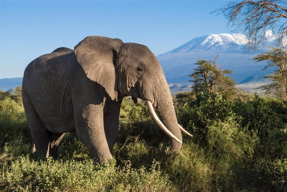 Amboseli National Park, Keňa: Severně od Kilimandžára se v Keni rozkládá národní park Amboseli. Čtyřicet tisíc hektarů s krásnými výhledy na nejvyšší horu Afriky je zřejmě nejlepším místem na světě na pozorování volně se pohybujících afrických slonů, mezi které se řadili například i z médií dobře známí jedinci Echo či Tim. Vedle slonů je Amboseli také výtečným místem pro pozorování ptáků, jichž se v bažinách parku vyskytuje více než čtyři sta druhů. Region obývají převážně Masajové, kteří drží bdělou stráž nad pytláky. Vzkvétající ekonomika oblasti však v posledních letech láká i příslušníky jiných etnik.