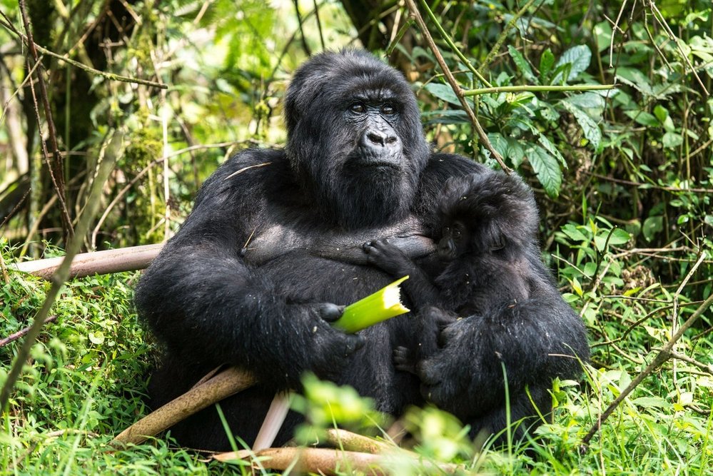 Volcanoes National Park, Rwanda: Hlavní výzkumný subjekt proslulé primatoložky Diany Fossey – kriticky ohrožená gorila horská – žije pouze oblasti pohoří Virunga na pomezí Rwandy, Ugandy a Demokratické republiky Kongo. Národní park Volcanoes, který byl hlavní výzkumnou základnou vědkyně, pojímá rwandskou část této oblasti, včetně pěti z osmy sopek pohoří. Na území o rozloze 160 kilometrů čtverečních žijí vedle „goril v mlze“ také ohrožení kočkodani zlatí a v parku se občas zabydlí i ojedinělý slon.