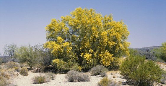 V americkém státě Arizona ohlašuje příchod jara záplava zlatožlutých květů pozoruhodného stromu palo verde