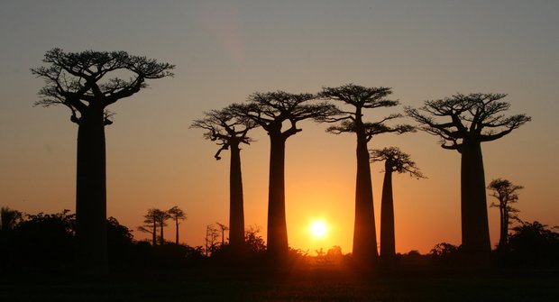 Podivuhodná místa #14: Alej baobabů