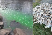 Otravu Bečvy a tuny mrtvých ryb vyšetřuje policie: Do řeky nalili světélkující látku