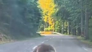 Beskydami se toulá medvěd
