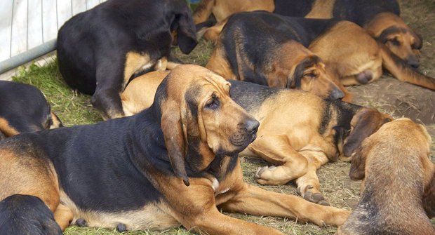 Psí plemena: Bloodhound, svéhlavý stopař