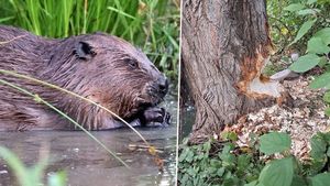 Bobr ohrožuje vesnici: Museli zavřít polovinu mostu, nahryzal strom