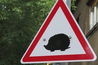 Pozor, ježci! Nová dopravní značka varuje před drobnými zvířaty na silnici
