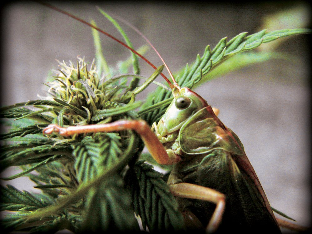 Cannabis art, 1. místo podle redakce: Tibet&#39;s Garden Grasshopper Likes Hemp