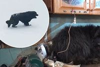 Pes čekal 2 měsíce na zamrzlém moři na návrat svého páníčka: Nakonec ho zachránili