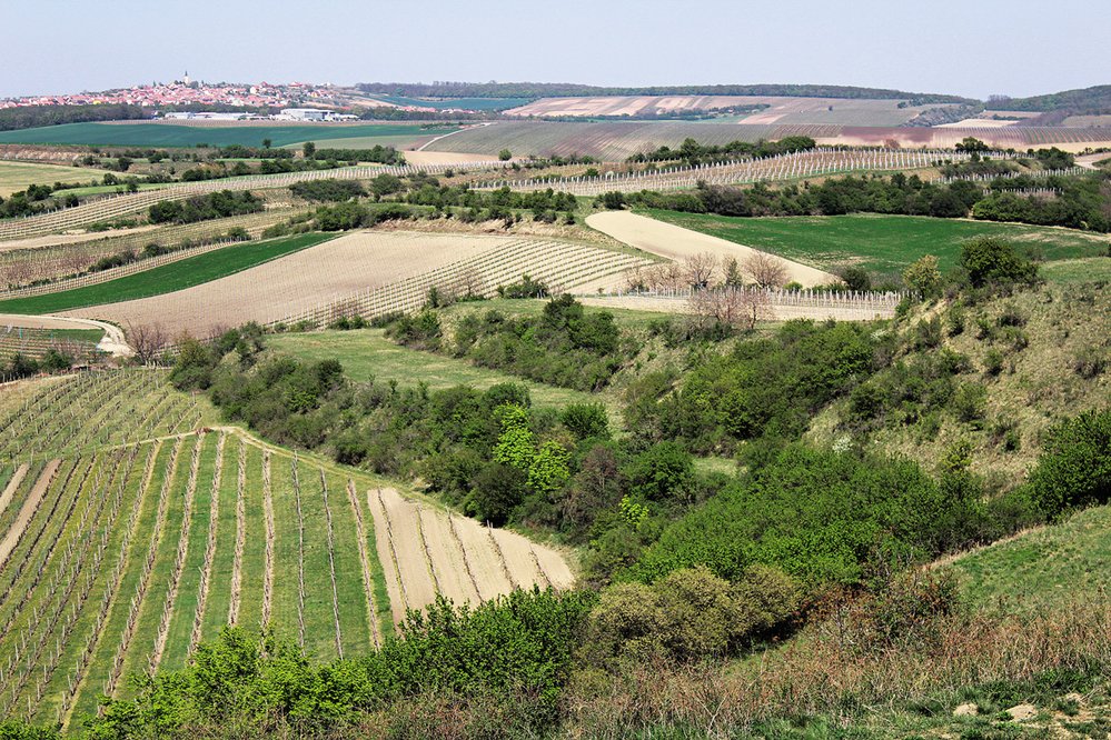 Pohled z Hradišťku na vinařskou obec Vrbici nese nádech Středomoří. Kromě vynikajícího vína Vrbici proslavily tamní unikátní sklípky s kamenným průčelím.