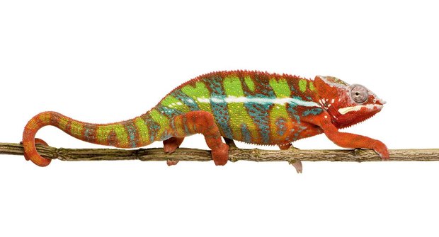 Chameleoni: když barvy promluví