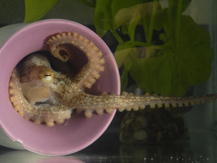 Pacifická chobotnice Octopus bimaculoides natahuje chapadlo, aby mohla prozkoumat své okolí