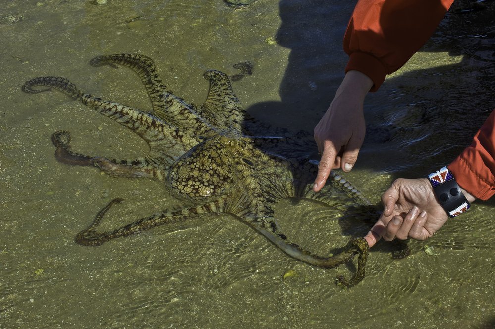 Chobotnice Octopus bimaculoides žije v mělkých pobřežních vodách, kde loví korýše a měkkýše