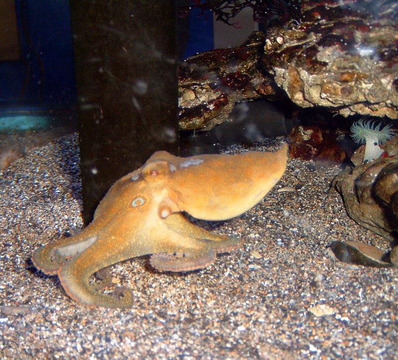 Chobotnice kroutí chapadly i proti směru hodinových ručiček