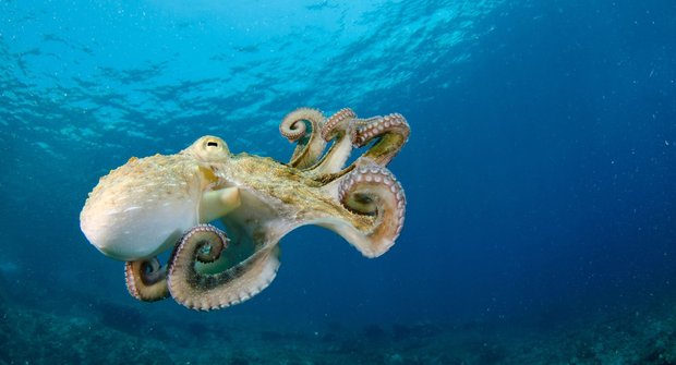 8 chytrých ramen: Proč se chobotnice nezašmodrchá
