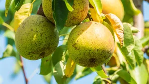 Chuť hrušek, odolnost jeřábu: Zasaďte si nenáročný ovocný strom, který vydrží i třicetistupňové mrazy Chuť hrušek, odolnost jeřábu: Zasaďte si nenáročný ovocný strom, který vydrží i třicetistupňové mrazy
