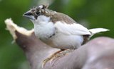 Chůvička japonská: Nenáročný exotický pták