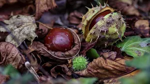 Co s kaštany kromě zvířátek: Vyrobte si přírodní prací gel, pleťovou masku nebo podzimní pochoutku Co s kaštany kromě zvířátek: Vyrobte si přírodní prací gel, pleťovou masku nebo podzimní pochoutku