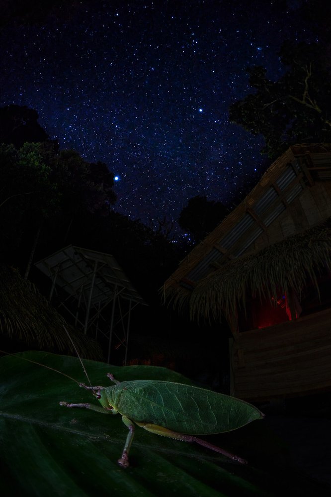 Vít Lukáš - Noční kobylka. Noční tábor stopařů goril v chráněném území Dzanga-Sangha, Středoafrická republika. V popředí jedna noční návštěvnice.