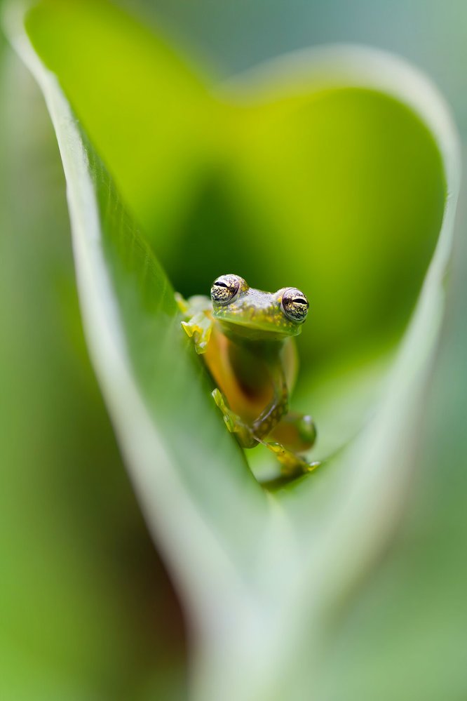 Barbora Polívková - V srdci přírody. Spiny glass frog, žabka schovaná v listu rostliny