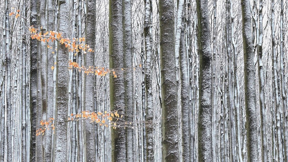 Michaela Vinterová - Neprostupný. Fotografie byla pořízena v CHKO Lužické hory v lednu 2019. Je to jediná má vložená fotografie, která vznikla bez toho, aby byla dopředu plánovaná. Na procházce mě zaujal tento pohled, zvláště pak kontrast zasněžených stromů a bukového listí