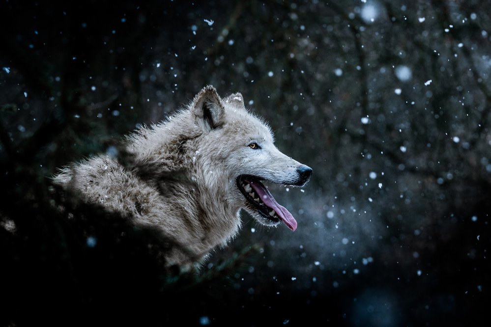 Matyáš Slavík - Vlk arktický (Canis lupus arctos). „Winter is coming.“ Fotografie ze zoo Brno