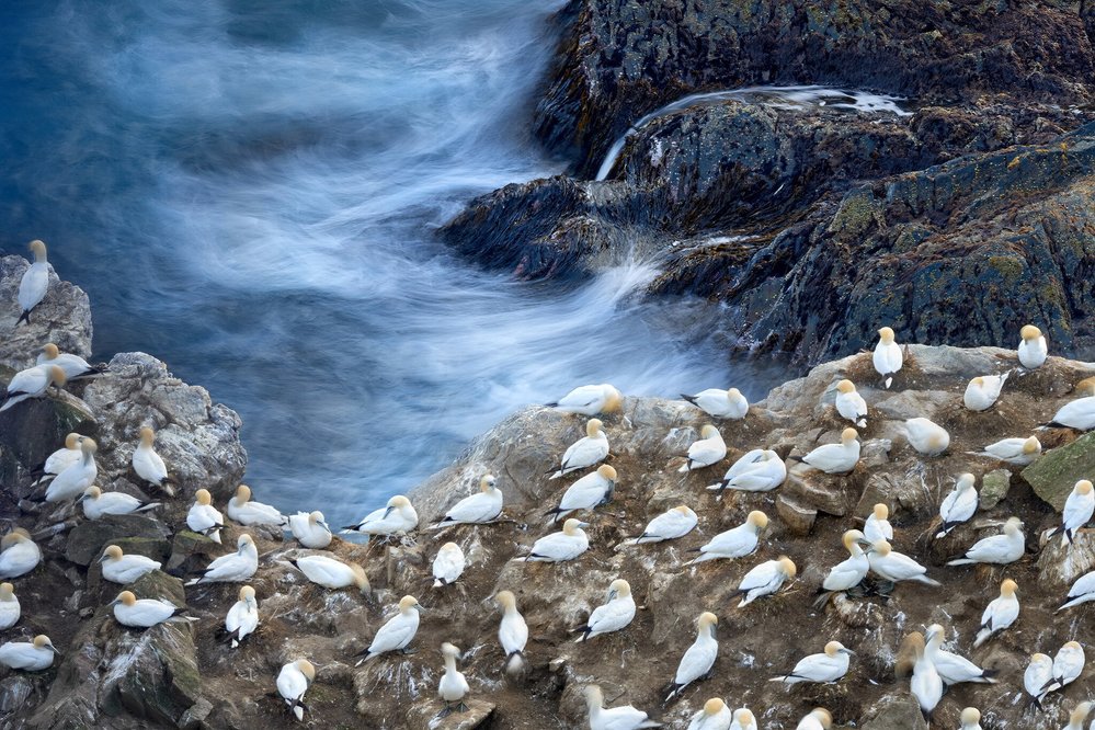 Petr Bambousek - Terej bílý. Terejové žijí na útesech v tisícihlavých koloniích. Prostředí je to nehostinné a musejí čelit silným nárazům větru a vlnobití. Minisérie zachycuje jejich kolonie v jejich krásném prostředí na Shetlandských ostrovech.