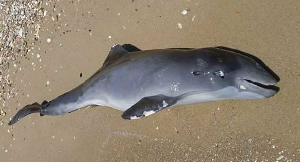 V důsledku války umírají v Černém moři delfíni