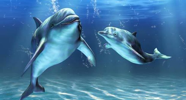 Naučíme se komunikovat s delfíny?