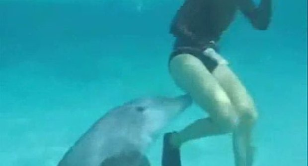 Delfín terorizuje potápěče