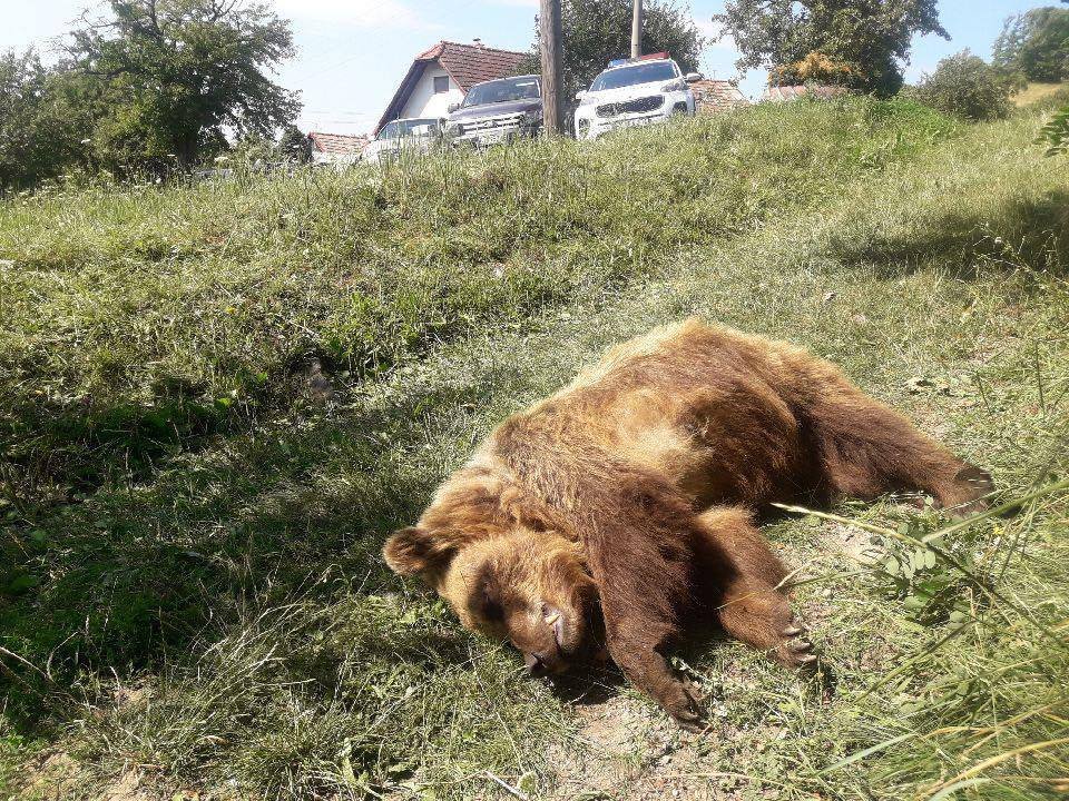 Zastřelený medvěd u Detvy