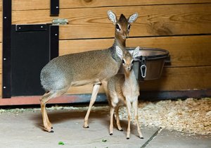 According to breeders, the dikdik cub in the Prague Zoo is lively to the world.  Due to its size, it is very recognizable in the group.  It should reach full growth in about seven months.