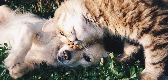 Kočka a pes pod jednou střechou: naučte je spolu vycházet