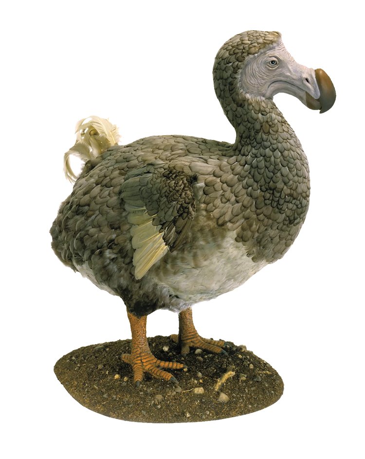 Dronte mauricijský (dodo) byl pro svůj nedostatek plachosti před člověkem znám i jako blboun nejapný