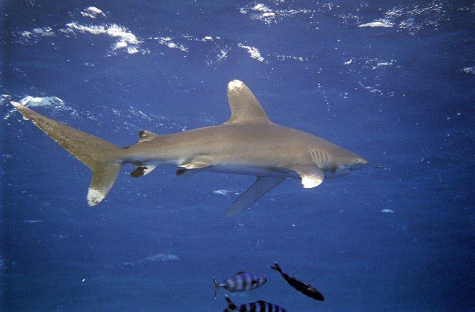 V Rudém moři můžete narazit i na žraloky.