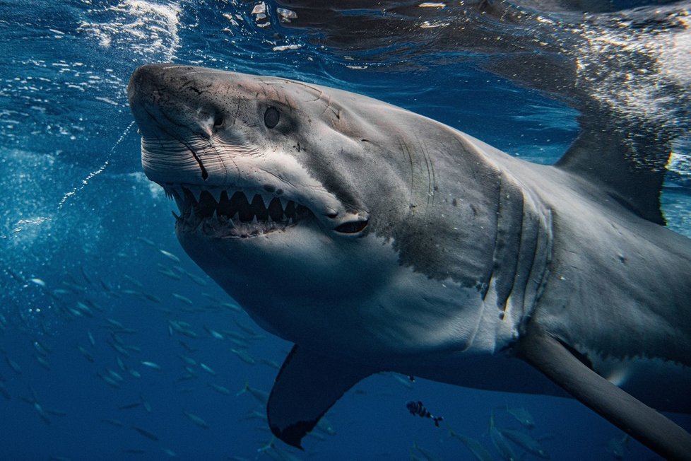 Euan Rannachan si přeje, aby se lidé na žraloky dovedli dívat i jinak než jen jako na krvelačné bestie.