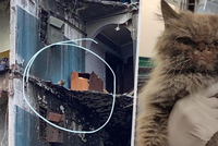 Dramatická záchrana nešťastné kočky: Po bombardování uvízla měsíc v sedmém patře!