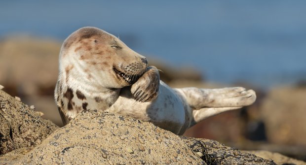 Zvířata nás baví: Vtipné fotky ze života v přírodě