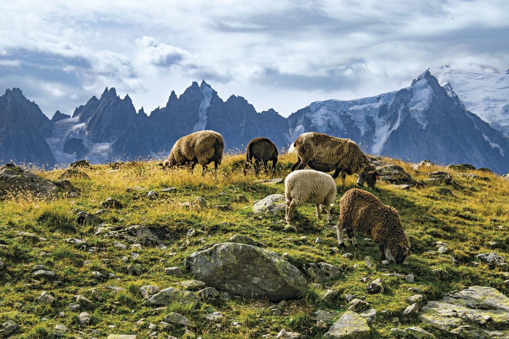 Ovce pasoucí se na letních pastvinách, v pozadí Mont Blanc a další modravé štíty alpských velikánů