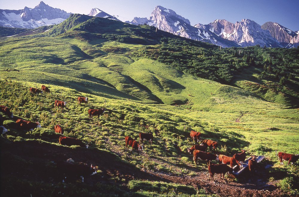 Alpy v létě: Podívejte se na krásy evropských velehor objektivem Františka Zvardoně