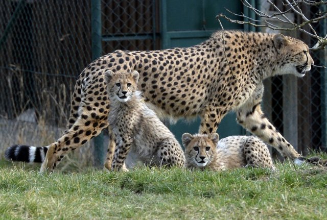 Malé gepardí samičky, které se narodily 21. listopadu 2014 tříleté samici Savannah.
