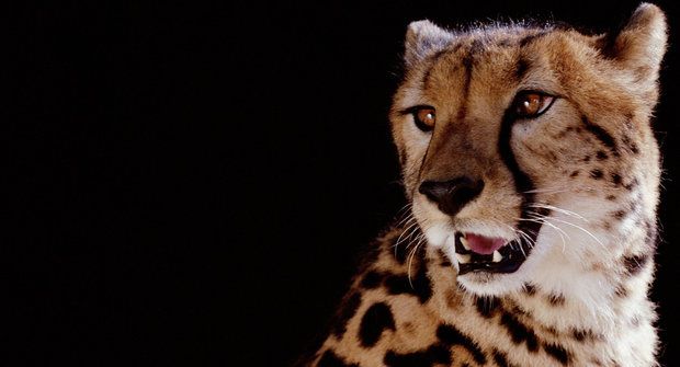 Záhady přírody: Jak gepard k pruhům přišel
