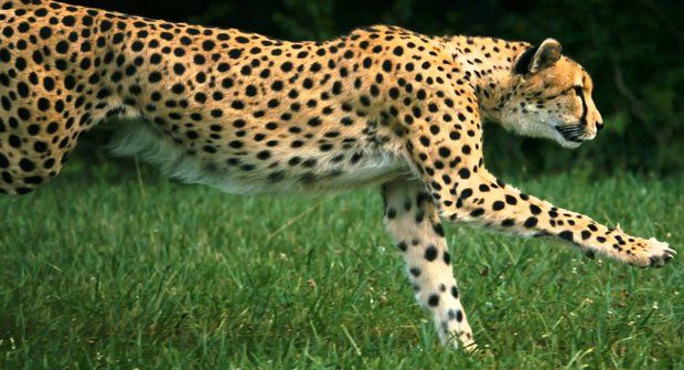 Posledních 50 sprinterů: Gepard indický v ohrožení