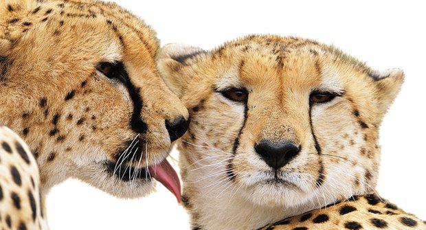 Gepardi krávy nežerou: A neloví v přítomnosti lvů