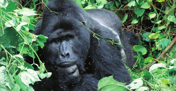 Po stopách Dian Fosseyové aneb Nezapomenutelná hodina s gorilou horskou