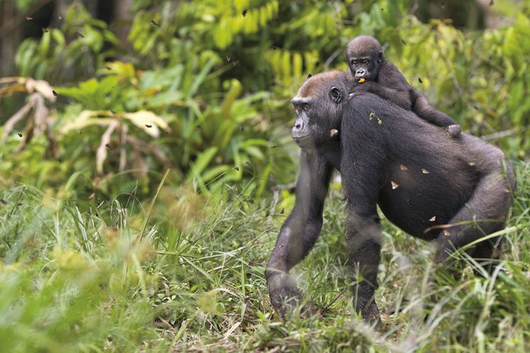 Gorily žijí na rozdíl od šimpanzů v menších rodinných společenstvích