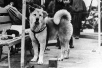 Skutečný příběh legendárního psa Hačikó: Po smrti páníčka ho 10 let vyhlížel